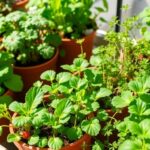 Mini horta orgânica com hortaliças em crescimento rápido.